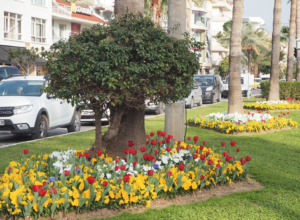 alanya blomstrer, blomster i alanya, alanya blomster, alanyas kommune, alanya 2018, alanya blog, alanya blogger, dansk i tyrkiet