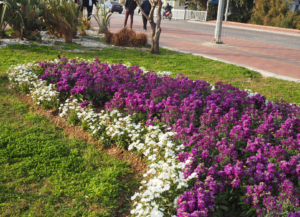 alanya blomstrer, blomster i alanya, alanya blomster, alanyas kommune, alanya 2018, alanya blog, alanya blogger, dansk i tyrkiet