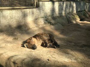 zoologisk have i antalya, zoo i antalya, dyrepark i antalya, dyrepark nær alanya, zoologisk have nær antalya, oplevelser i antalya, seværdigheder i Antalya, zoologisk have i Tyrkiet, zoo i tyrkiet, dyreparker i Tyrkiet, oplevelser for børn i Antalya, børnevenlige oplevelser i antalya, dansk i tyrkiet, alanya blogger, tyrkiet blogger, rejsetips antalya