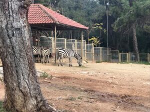 zoologisk have i antalya, zoo i antalya, dyrepark i antalya, dyrepark nær alanya, zoologisk have nær antalya, oplevelser i antalya, seværdigheder i Antalya, zoologisk have i Tyrkiet, zoo i tyrkiet, dyreparker i Tyrkiet, oplevelser for børn i Antalya, børnevenlige oplevelser i antalya, dansk i tyrkiet, alanya blogger, tyrkiet blogger, rejsetips antalya