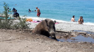 Kusadasi, guide til kusadasi, oplevelser i kusadasi, seværdigheder i kusadasi, rejs til kusadasi, oplevelser i tyrkiet, udlandsdanskere i tyrkiet, guide i tyrkiet, guide i kusadasi, kusadasi rejseblog, rejser til kusadasi