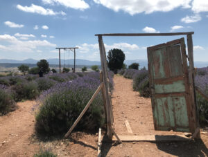 lavendelmarker ved isparta tyrkiet, tyrkiet lavendel landsby, lavendel marker ved i isparta, oplevelser i Isparta, seværdigheder i Isparta, lavendeltur fra Alanya, dagsture fra Alanya, tyrkiet blogger, tyrkiet guide