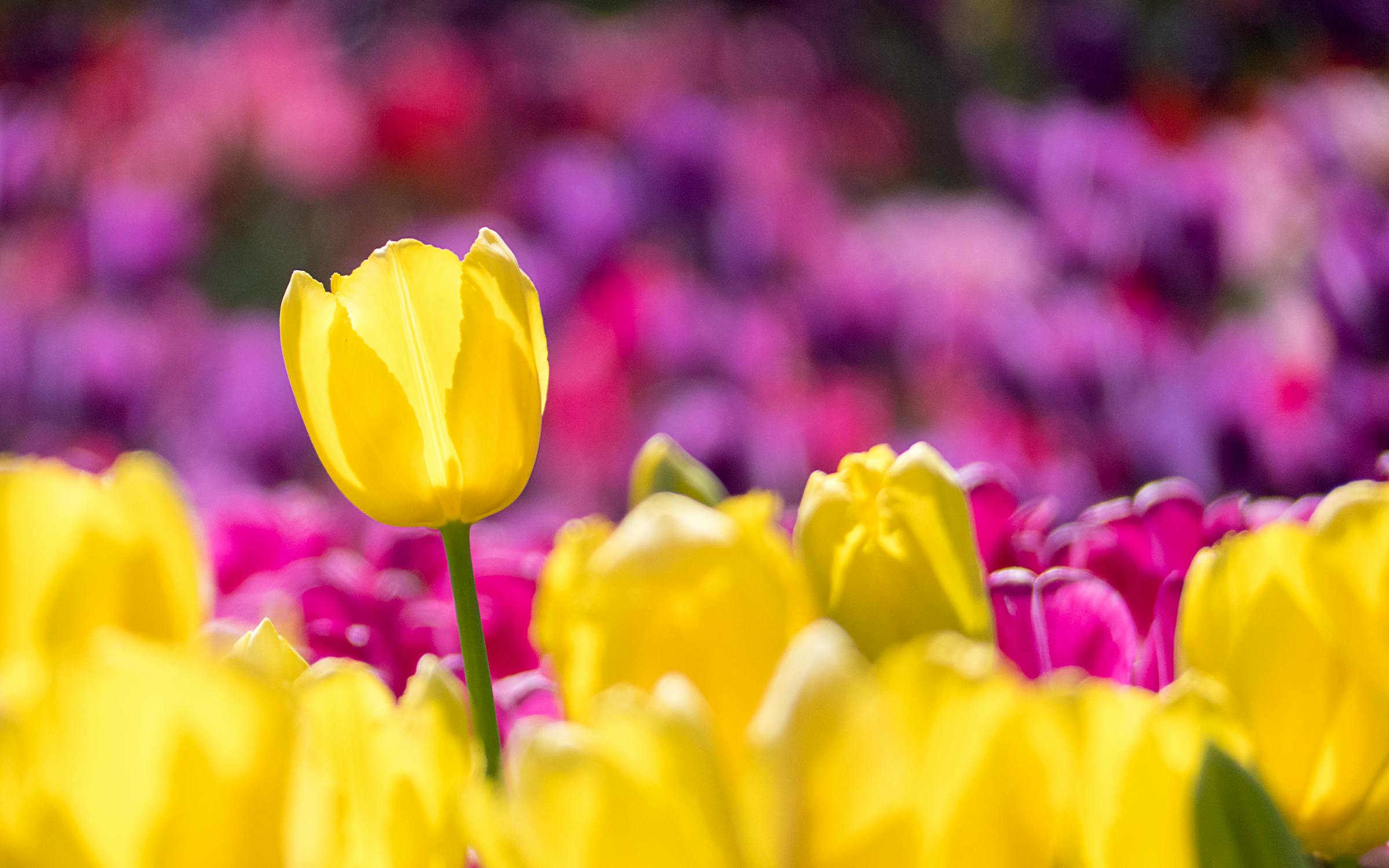 tulipan, tulipanbilleder, tulipan historie, tyrkiske tulipaner, lale tyrkiet, tulipan blomster, tulipan kultur, tyrkisk blomster, tulipan æra, tulipan festival, tyrkisk tulipan kultur, tulipanfelt, tulipan i Istanbul, osmannisk tulipan, tulipan traditioner, tulipan i Tyrkiet, tulipan symbol, osmannisk blomster, blomster i Tyrkiet, tyrkisk kunst og blomster, tyrkisk natur, tulipanens betydning, tulipan på marken, tulipan i forår, tulipan i park, tulipan dekoration, blomster i Istanbul, tulipan farver, tulipan blomstrer, tyrkisk kultur og blomster, tulipan arkitektur, tulipan som symbol, tulipan historie Tyrkiet, tyrkiske haver, tyrkisk blomstertradition, tulipanens oprindelse, tulipan som nationalblomst, historiske tulipaner, osmanniske tulipaner.
