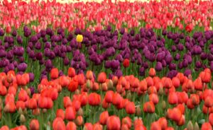 tulipan, tulipanbilleder, tulipan historie, tyrkiske tulipaner, lale tyrkiet, tulipan blomster, tulipan kultur, tyrkisk blomster, tulipan æra, tulipan festival, tyrkisk tulipan kultur, tulipanfelt, tulipan i Istanbul, osmannisk tulipan, tulipan traditioner, tulipan i Tyrkiet, tulipan symbol, osmannisk blomster, blomster i Tyrkiet, tyrkisk kunst og blomster, tyrkisk natur, tulipanens betydning, tulipan på marken, tulipan i forår, tulipan i park, tulipan dekoration, blomster i Istanbul, tulipan farver, tulipan blomstrer, tyrkisk kultur og blomster, tulipan arkitektur, tulipan som symbol, tulipan historie Tyrkiet, tyrkiske haver, tyrkisk blomstertradition, tulipanens oprindelse, tulipan som nationalblomst, historiske tulipaner, osmanniske tulipaner.