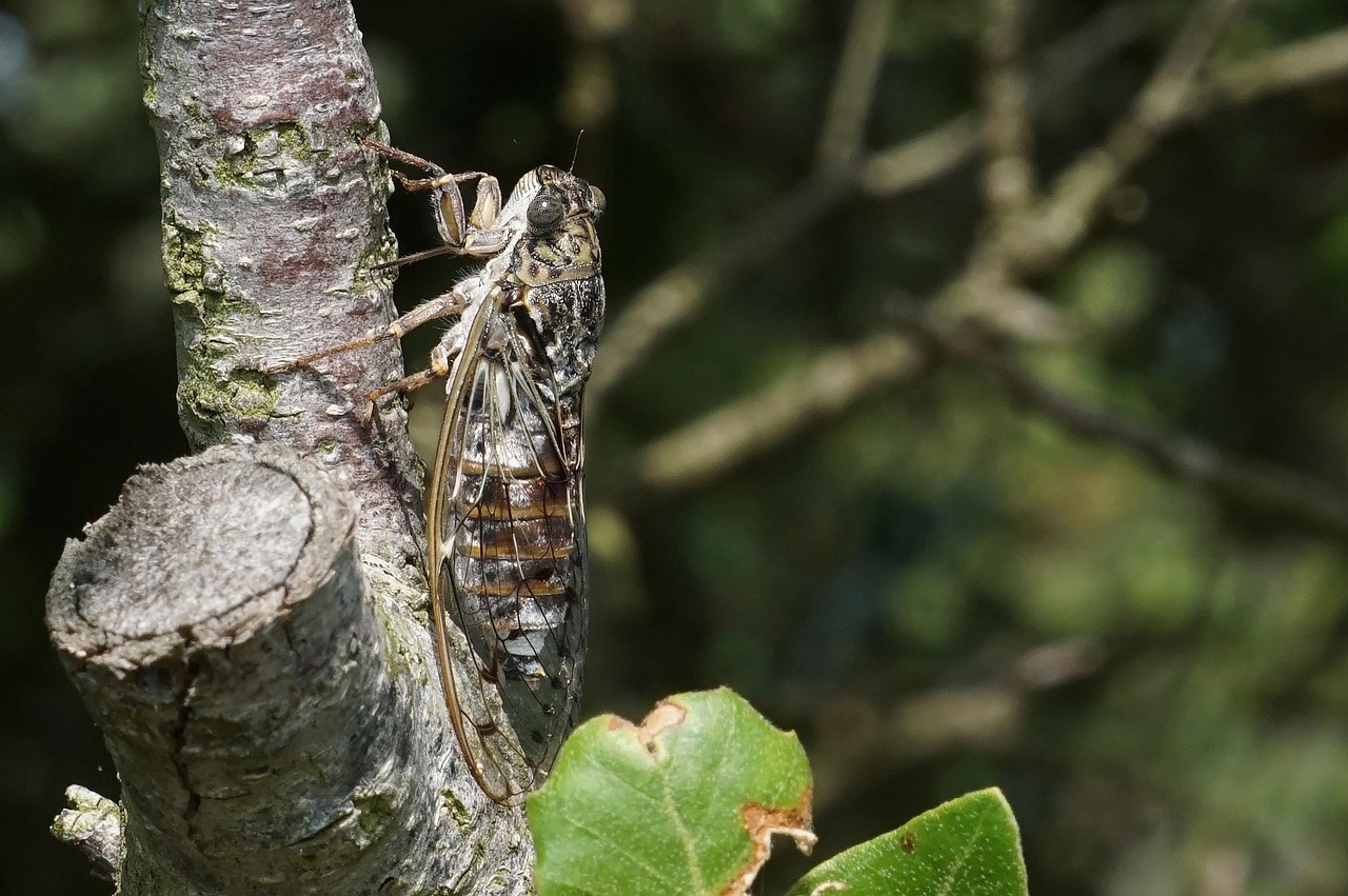 Sommerens lyd i Tyrkiet: Cikaderne