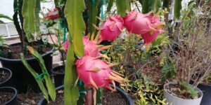 Dragefrugt – eller pitahaya – er ikke bare en fryd for øjet, men også en frugt med en fascinerende historie, smag og kultur. Her får du 10 interessante fakta om dragefrugter, som måske vil få dig til at se den smukke frugt med nye øjne.